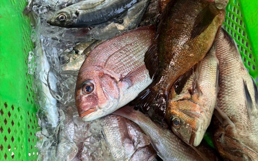 釣りたてのお魚